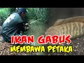 CERITA MISTERI KISAH NYATA : IKAN GABUS MEMBAWA PETAKA