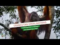 Lagu ORANGUTAN VOCALISATIONS