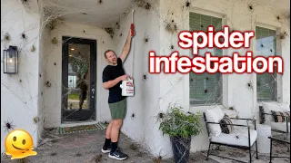 Our BRAND NEW home is INFESTED with SPIDERS