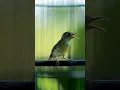 Download Lagu Masteran Kolibri Manggar Betina Gacor #korlapgacor #birdsounds  #kolibrimanggargacor #kolibrininja