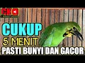 Download Lagu PANCINGAN CUCAK IJO BIAR BUNYI DAN GACOR, AMPUH UNTUK PANCINGAN CUCAK IJO BAHAN
