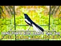 Download Lagu YANG PUNYA KIOS SAMPE GAK TAU KALO KACER INI GACOR CUMA DIJUAL 350 RIBUAN DI PASAR BURUNG PRAMUKA 
