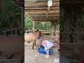 mi caballo