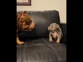King V Meets His Son for the First Time Heartwarming American Bully Moment