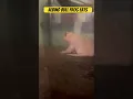 ALBINO bull frog eats
