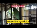 Download Lagu cucak ijo tembakan PLATUK BAWANG NGERI @sembarangsemua4243