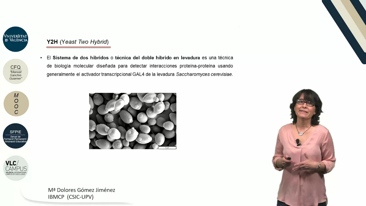 3.2. Interacción entre proteínas (Y2H)