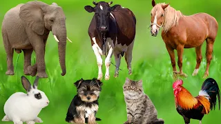 farm animal moments horse chicken sheep cow pig dog cat bee water buffalo adorable animals