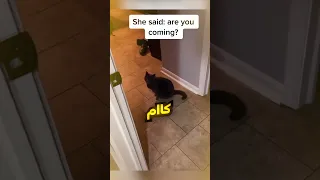 القطط صارت بتتكلم 
