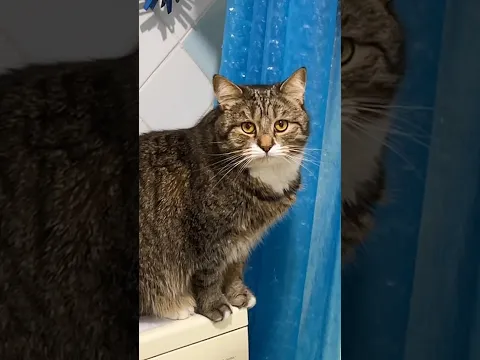 Мне больно сообщать вам эту новость. Кузи больше нет.