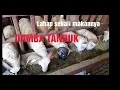 Download Lagu TERNAK DOMBA | PENJELASAN SINGKAT TENTANG DOMBA