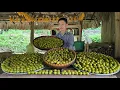 Download Lagu Plum Harvest \u0026 Processing for Sale | Farm Life with Dogs and Fish Pond| Solo Survival