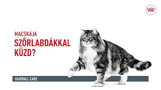 Royal Canin Hairball Care felnőtt macskák részére a szőrlabdák könnyebb eltávozásáért | Petissimo