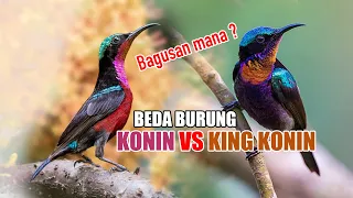 beda konin u0026 king konin burung madu terbaik di kelasnya bagusan mana yang mana pilihanmu 