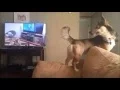 Howlception
