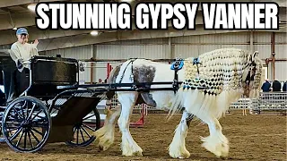 Michigan Yoder Bros Horse Auction Let s Browse