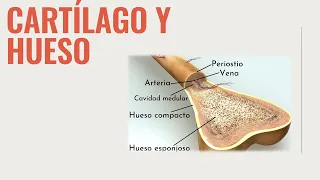 HISTOLOGÍA: CARTÍLAGO Y TEJIDO ÓSEO | Resumen COMPLETO para entenderlos de verdad