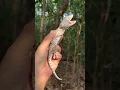 Download Lagu Florida’s ‘Rare’ Tokay Gecko