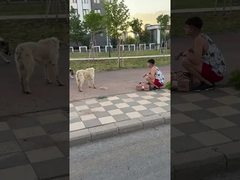 Sokak hayvanlarına sahip çıkalım ❤️