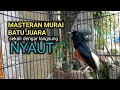 Lagu Murai batu gacor bikin full emosi dan bongkar isian langsung nyaut