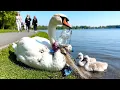 Download Lagu Het redden van een zwaan die vastzit in plastic afval – Een video die je hart raakt