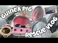 GUINEA PIG RESCUE VLOG MEET KRINGLE