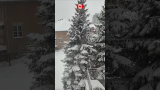 Canada Snowfall February 2025 