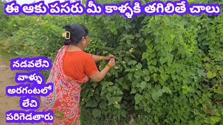 ఈ ఆకు పసరు మీ కాళ్ళకి తగిలితే చాలు నడవలేని వాళ్ళు అరగంటలో లేచి పరిగెడతారు డాక్టర్ కూడా షాక్