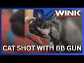 Lee County man accused of shooting neighborhood cat with BB gun