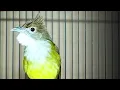 Download Lagu SUARA CUCAK JENGGOT BESETAN SUPER KASAR TAJAM MANTAP UNTIUK MASTERAN BURUNG JUARA