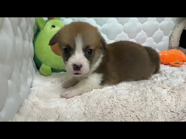 動画