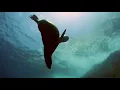 Sea of Cortez - Sea Lions On Deco