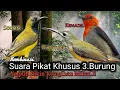 Download Lagu Suara Pikat Burung SOGON Dan PIJANTUNG+KEMADE. Cepat Respon Bikin Seru..