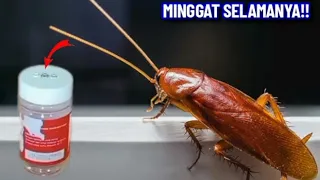 cara sederhana dan ampuh mengusir kecoak selamanya lemari aman dari kecoak