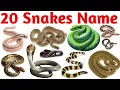 Snake Names for Kids Learn 20 Types of Snakes in English Preschool Toddler Learning