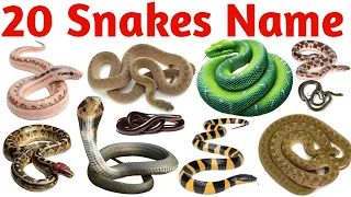 Snake Names for Kids Learn 20 Types of Snakes in English Preschool Toddler Learning