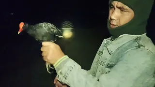 ngejaring burung mandar malam hari hasil nya mantap