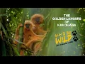 GOLDEN LANGURS OF KAKOIJANA WAY TO THE WILD WITH MAYURESH HENDRE