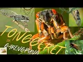 Download Lagu ANIMAL WORLD ] ANIMAL PLANET ] Tonggeret/Garengpung