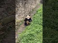Fu Bao Rolls 7 Times in a Row #panda #fubao #푸바오 #福宝 #fyp #viral #pandalife #pandalover