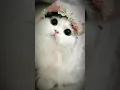 Download Lagu jedag jedug kucing lucu (DJ apaci apacu)#short #kucinglucu