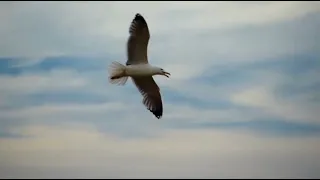 pikat burung camar paling ampuh bikin mendekat
