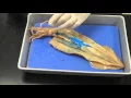 Squid dissection
