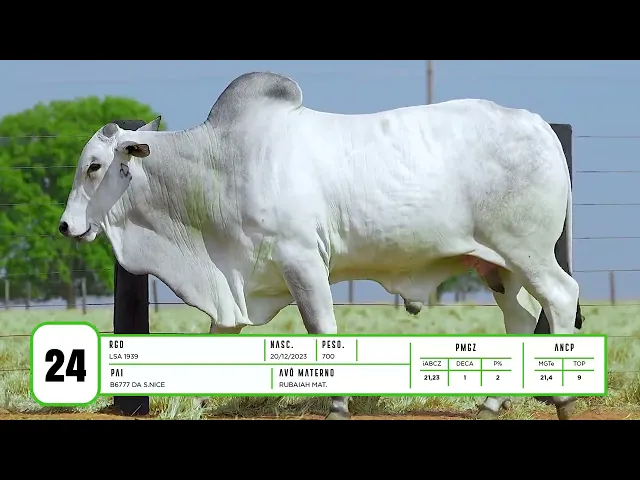 Touro Nelore LSA - 1939