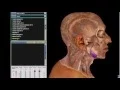 How To McGraw Hill Connect for Anatomy and Physiology