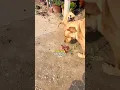 Download Lagu Pria ini membawa bekingnya karena selalu dikejar anjing