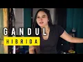 Download Lagu GANDUL HIBRIDA || DIBALIK LAYAR EPS 21