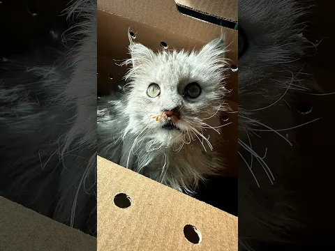 Woman Opens Mystery Box And Finds A Cat Who Needs Help | The Dodo