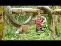 Download Lagu Terrifying Farm Life 🐍 Giant Python Found in Garden While Harvesting Banana for Market!