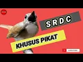 Download Lagu Suara pikat SRDC (Sikatan Rimba Dada Coklat) terampuh!!!